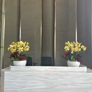 chậu lan hồ điệp vàng 9 cành quân 7