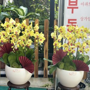 chậu lan hồ điệp vàng 9 cành quân 7