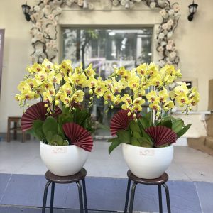 chậu lan hồ điệp vàng 9 cành quân 7