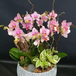 hoa lan hồ điệp mini hồng