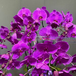 Chậu Lan Hồ Điệp Tím 10 cành