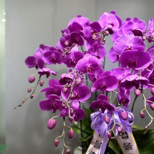 Chậu Lan Hồ Điệp Tím 10 cành