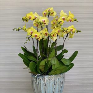 Chậu Lan Hồ Điệp vàng 5 cành