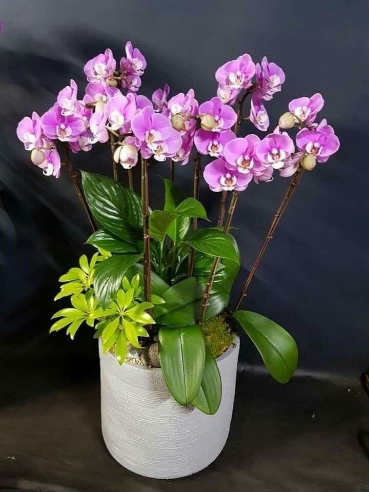 hoa lan hồ điệp mini chậu 10 cành