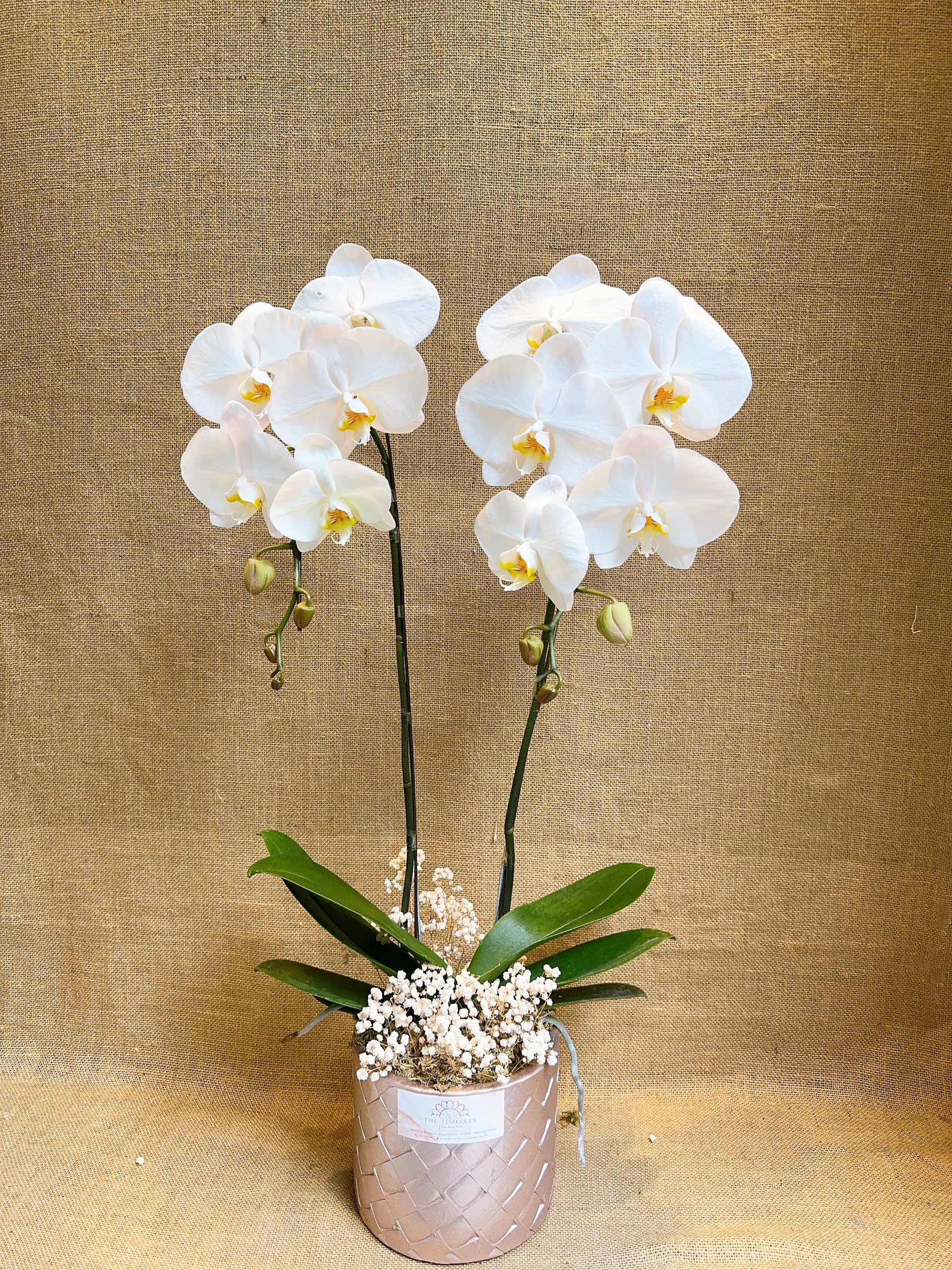 Chậu Lan Hồ Điệp Trắng 2 cành