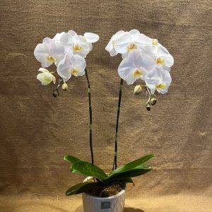 Chậu Lan Hồ Điệp Trắng 2 cành