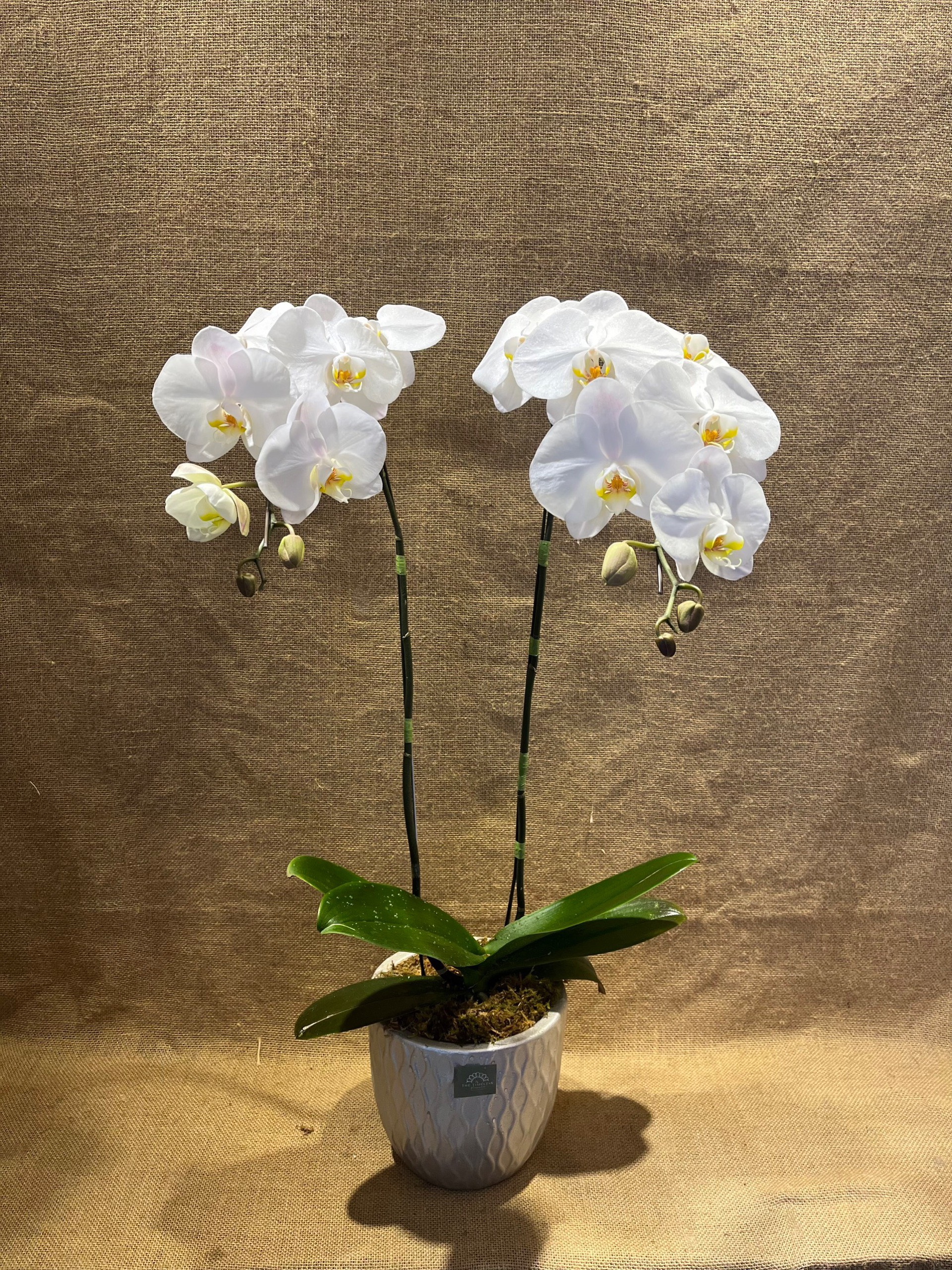 Chậu Lan Hồ Điệp Trắng 2 cành