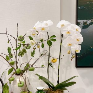 Chậu Lan Hồ Điệp Trắng 2 cành
