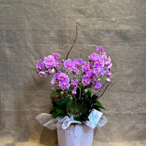 Lan Hồ Điệp Mini 8 Cành