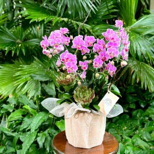Lan Hồ Điệp Mini 8 Cành