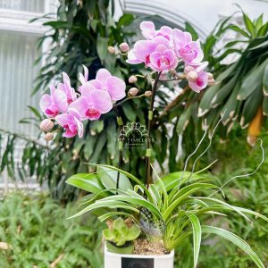 Lan hồ điệp mini hồng