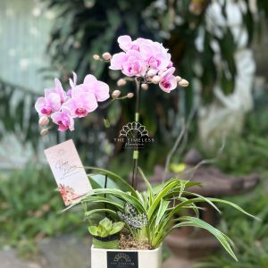 Lan hồ điệp mini hồng