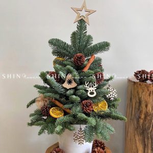 Cây Thông Nobilis Đan Mạch size 45 cm T002