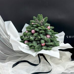 Cây Thông Nobilis Đan Mạch size 30 cm T010