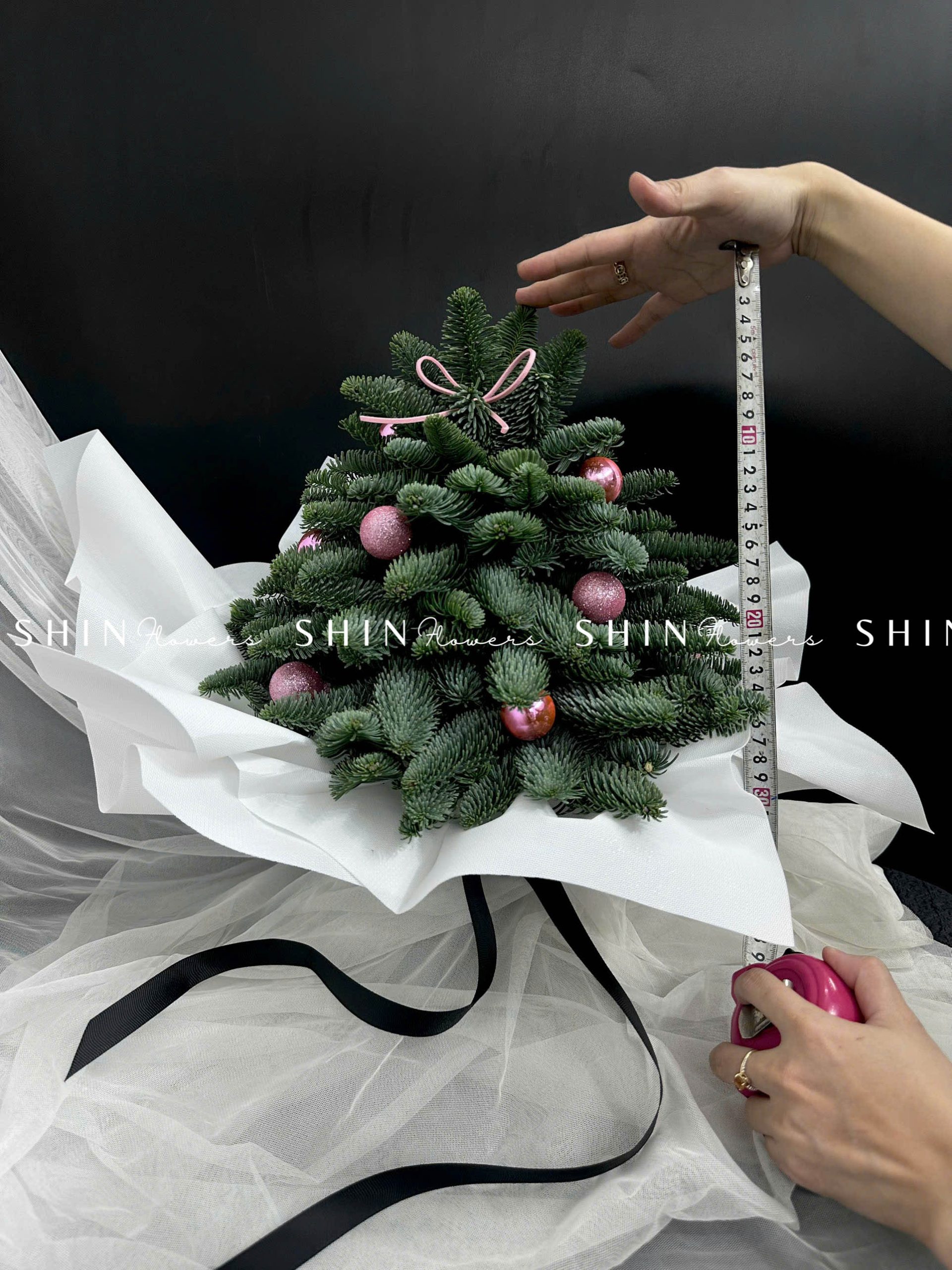 Cây Thông Nobilis Đan Mạch size 30 cm T010