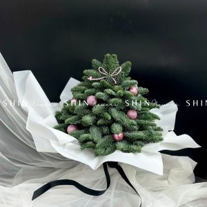 Cây Thông Nobilis Đan Mạch size 30 cm T010