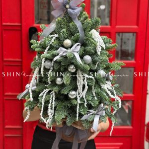 Cây Thông Nobilis Đan Mạch size 55 cm T012