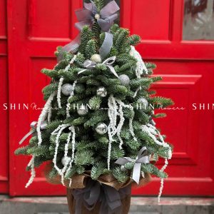 Cây Thông Nobilis Đan Mạch size 55 cm T012