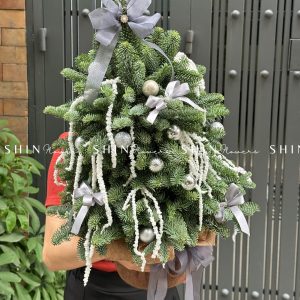 Cây Thông Nobilis Đan Mạch size 55 cm T012