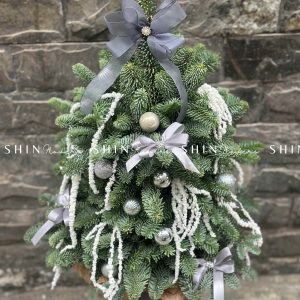 Cây Thông Nobilis Đan Mạch size 55 cm T012