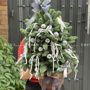 Cây Thông Nobilis Đan Mạch size 55 cm T012