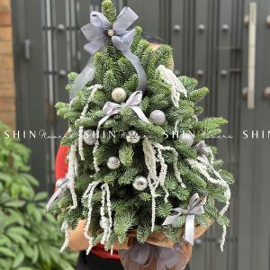 Cây Thông Nobilis Đan Mạch size 55 cm T012