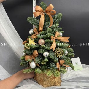 Cây Thông Nobilis Đan Mạch size 40cm T015