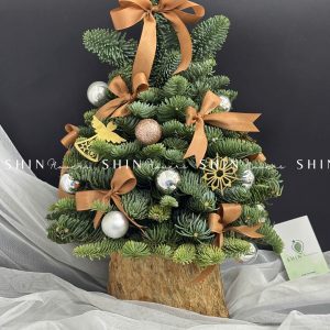 Cây Thông Nobilis Đan Mạch size 40cm T015