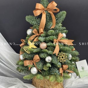 Cây Thông Nobilis Đan Mạch size 40cm T015