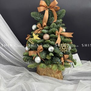 Cây Thông Nobilis Đan Mạch size 40cm T015