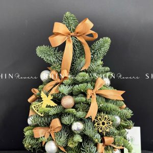 Cây Thông Nobilis Đan Mạch size 40cm T015