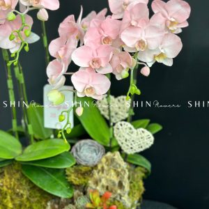 Chậu Lan Hồ Điệp Mini 6 cành - Vườn Xuân tet18