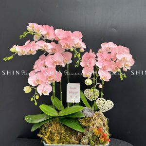 Chậu Lan Hồ Điệp Mini 6 cành - Vườn Xuân tet18