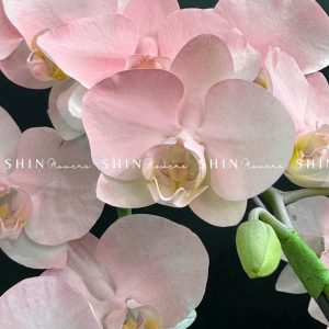 Chậu Lan Hồ Điệp Mini 6 cành - Vườn Xuân tet18
