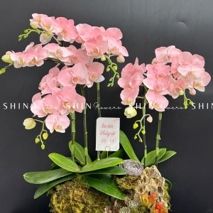 Chậu Lan Hồ Điệp Mini 6 cành - Vườn Xuân tet18