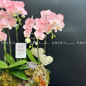 Chậu Lan Hồ Điệp Mini 6 cành - Vườn Xuân tet18