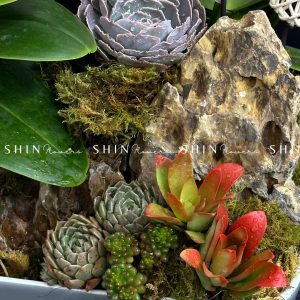 Chậu Lan Hồ Điệp Mini 6 cành - Vườn Xuân tet18
