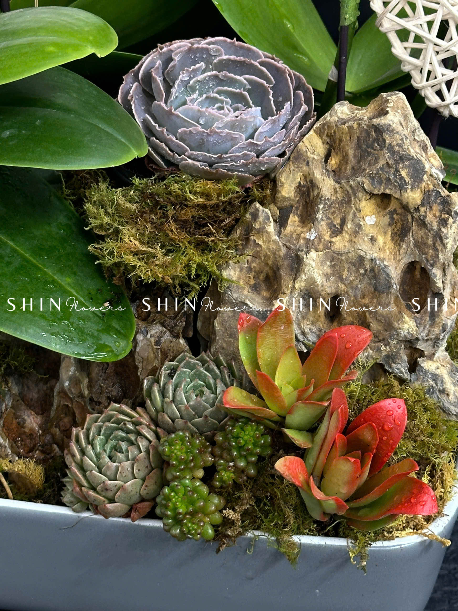 Chậu Lan Hồ Điệp Mini 6 cành - Vườn Xuân tet18