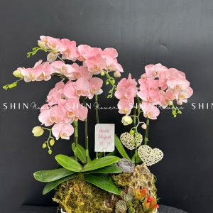 Chậu Lan Hồ Điệp Mini 6 cành - Vườn Xuân tet18