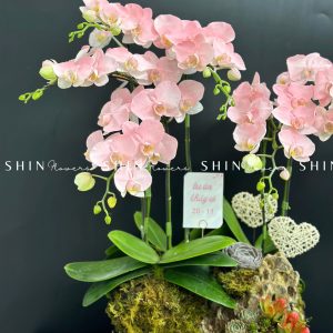 Chậu Lan Hồ Điệp Mini 6 cành - Vườn Xuân tet18