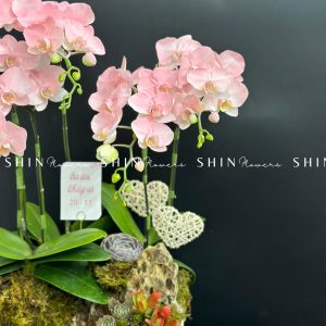 Chậu Lan Hồ Điệp Mini 6 cành - Vườn Xuân tet18