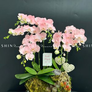 Chậu Lan Hồ Điệp Mini 6 cành - Vườn Xuân tet18
