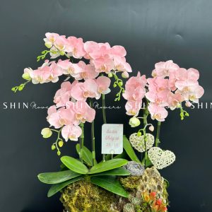 Chậu Lan Hồ Điệp Mini 6 cành - Vườn Xuân tet18