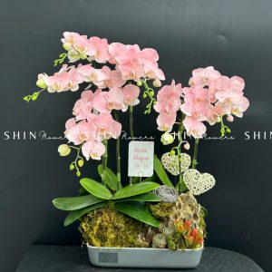 Chậu Lan Hồ Điệp Mini 6 cành - Vườn Xuân tet18