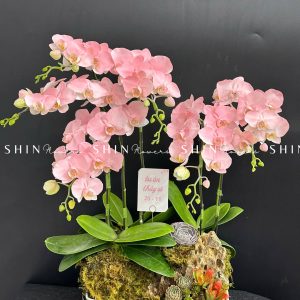 Chậu Lan Hồ Điệp Mini 6 cành - Vườn Xuân tet18