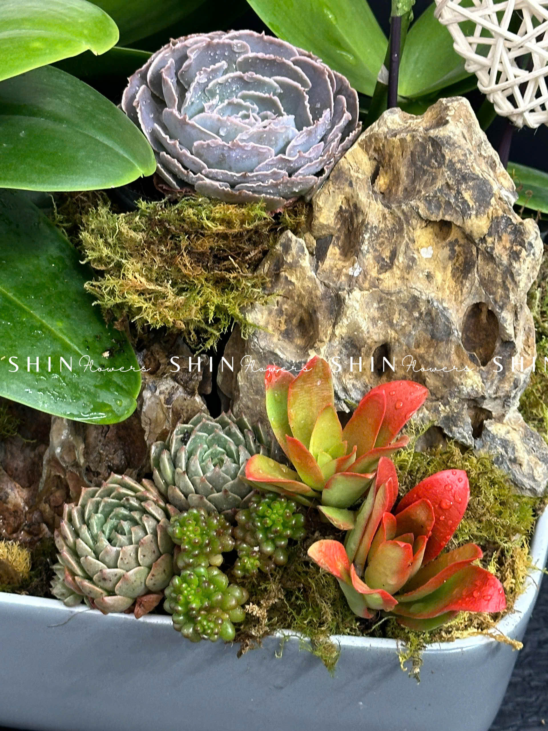 Chậu Lan Hồ Điệp Mini 6 cành - Vườn Xuân tet18