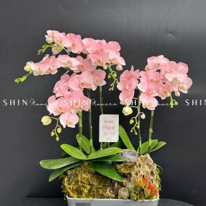 Chậu Lan Hồ Điệp Mini 6 cành - Vườn Xuân tet18