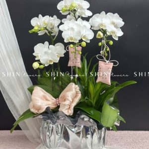 Chậu Lan Hồ Điệp Mini 5 cành - Xuân Ngọc Ngà tet16