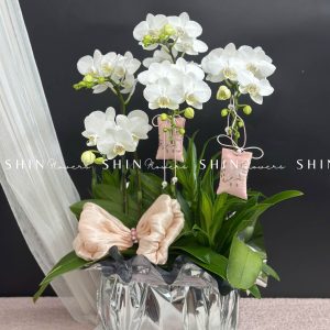 Chậu Lan Hồ Điệp Mini 5 cành - Xuân Ngọc Ngà tet16