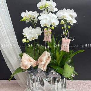 Chậu Lan Hồ Điệp Mini 5 cành - Xuân Ngọc Ngà tet16